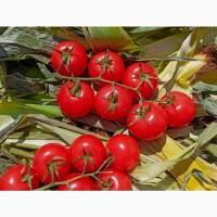 Помідори на гілці Туреччина гуртом від 10 т
