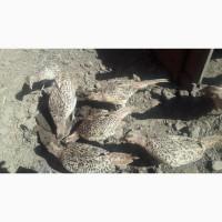 Фазан мисливський