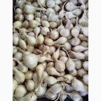 Продам цибулю кущову білу