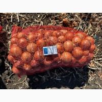 Цибуля Медуза калібр 6-9 висока якість