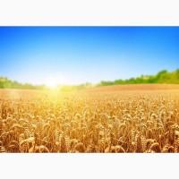 Закупка зернових, олійниї/х та бобових культур