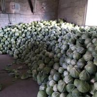 Віддам капусту Сторідор, Саксесор