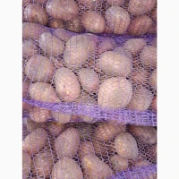 Продам картоплю