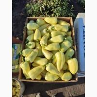 Продам перець сорт Алексi f1