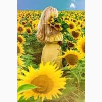 Куплю Соняшник По всій Україні