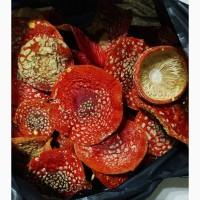 Сушені шляпки мухомора