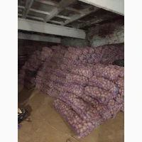 Продам оптом товарну картоплю