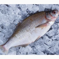 Куплю лящ, плітку ( тарань ), густера, синець по всій Україні. Гурт