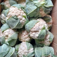Продам брачну цвітну капусту