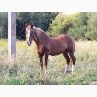 Продам коня