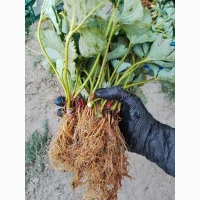 Продам саджанці полуниці сортів Азія, Джолі, Бельгійська Румба