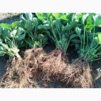 Продам саджанці полуниці сортів Азія, Джолі, Бельгійська Румба