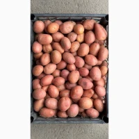 Продам насіннєву картоплю, сорт Есмі