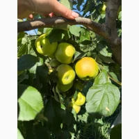 Продам яблука Голден