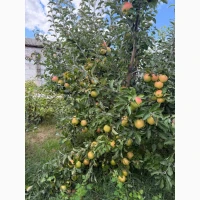 Продам яблука Голден