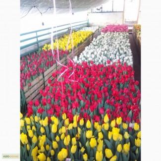 Тюльпан к 8 марта