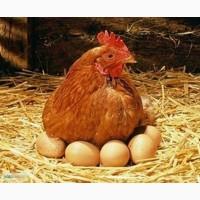 Продам кури несушки Ломан Браун (опт./гурт.)