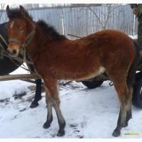 Обменяю жеребца