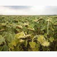 Продам насіння соняшника сорт (гібрид) Аркансель