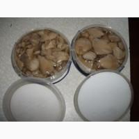 Купим грибы свежие, консервированные, соленые, маринованные все сорта
