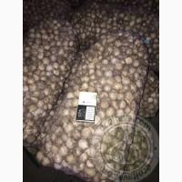 Посадковий матеріал часнику, часник першої репродукції
