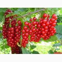 Продам элитные саженцы сортовой черной и красной смородины