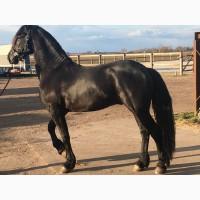 Продам лошадь породы Фриз