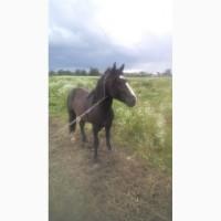 Продам коня(жеребець)