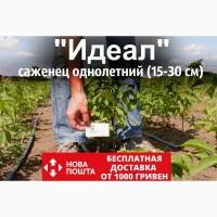 Саженцы грецкий орех сорт «Идеал» (саджанці волоський горіх Ідеал)