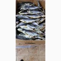 Продам тарань вяленную 125грн/кг. 130грн/кг. 170грн/кг. Опт