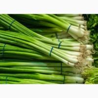 Продам зелень