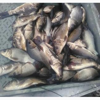 Продаєм річняк коропа