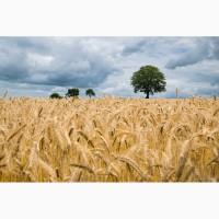 Купляємо ячмінь в великих об#039;ємах