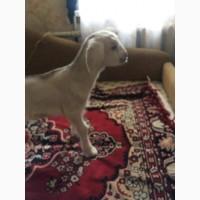 Нубийские 50% козочки