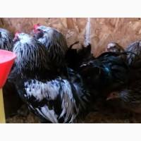 Инкубационное яйцо кур Амераукан, серебро, пшенично голубой