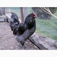 Инкубационное яйцо кур Амераукан, серебро, пшенично голубой