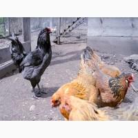Инкубационное яйцо кур Амераукан, серебро, пшенично голубой