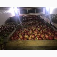 Продам якісні яблука з холодильника, смарт фреш