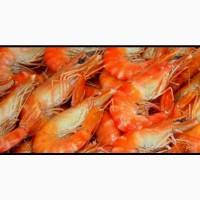 Продам черноморскую креветку