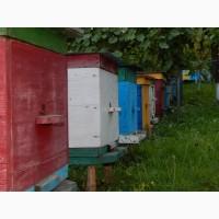 Продам Бджолосім#039;ї 2020р