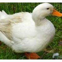 Инкубационные яйца Стар 53