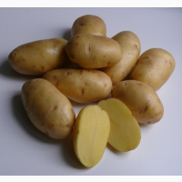 Продам товарный картофель, сорт Гала