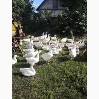 Продам гусей живою вагою
