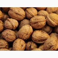 Куплю грецький горіх