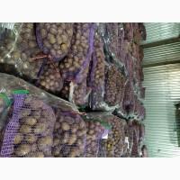 Продам картофель на посадку Гренада, каролева-анна, конект