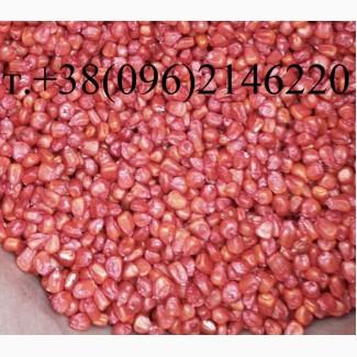 Семена кукурузы канадский трансгенный гибрид