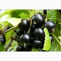 Куплю смородину