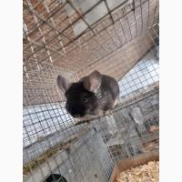 Продам молоді сімї шиншилл, самки віком до року