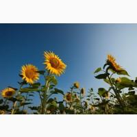 Насіння соняшнику Самуела