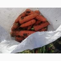 Морковь Абако качество